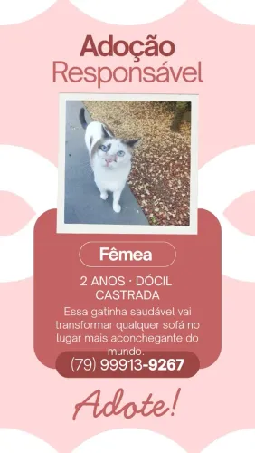 Gatinha para adoção responsável - 2 anos, castrada e muito dócil