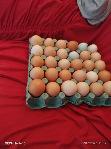 Ovos férteis galinha caipira melhorados galados 