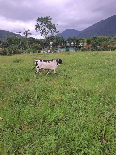 Animais para agropecuária 