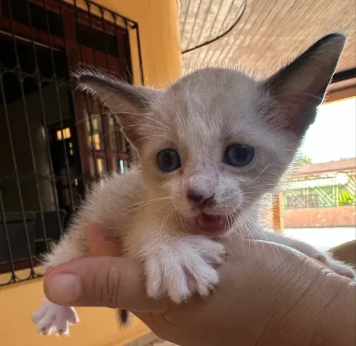 Doação de gatinha