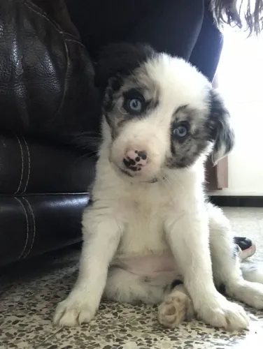 Border Collie - O Tipo De Amor Que Chega Devagar E Fica Pra Sempre
