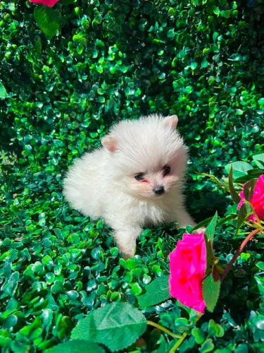 Lulu da Pomerânia entrega imediata 