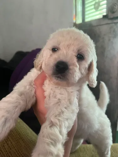 Cachorrinha Poodle Toy