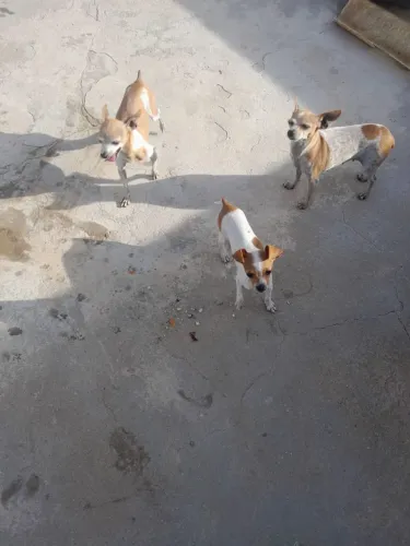 Pincher macho e fêmea um ano , chamar *