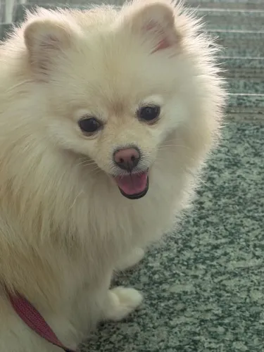 Lulu da pomerania
