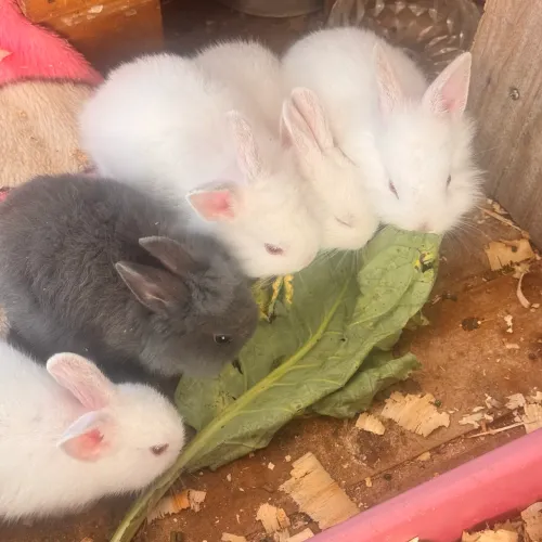 Mini coelhinhos netherland 