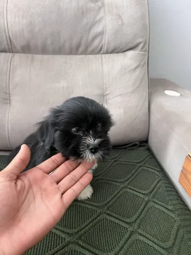 Filhote de Lhasa Apso macho 500,00 primeira dose de vermifugo já tomada
