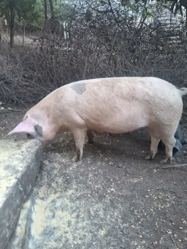 Vendo porcos e leitões
