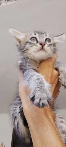 Lindas gatinhas para doação 