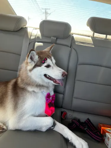 Doação de Husky siberiano