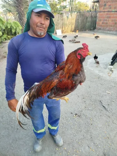Vendo galo indiano de boa procedência 2 apresentação ?