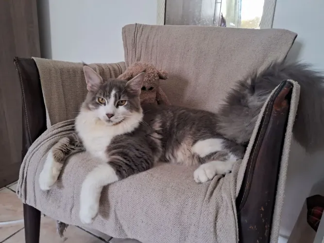 Gato mainecoon 