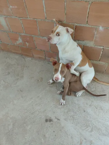 Vendo filhote de pitbull