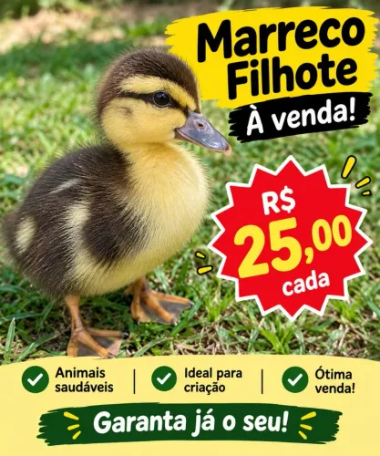 Marreco filhote a venda