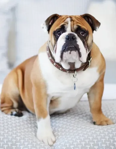 Quero buldogue inglês adulto (ou quase)