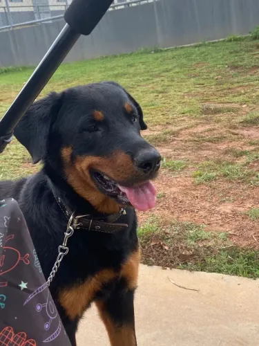 Rottweiler pra Cruzar