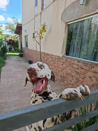 Dálmata doação 