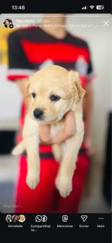 Golden retriever 1.200