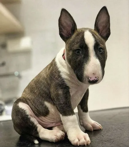 Filhote de Bull terrier que faz toda familia sorrir