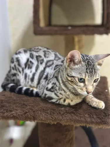 Bengal Silver, fantástico peedegre. Fêmea