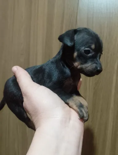 Pinscher Miniatura macho