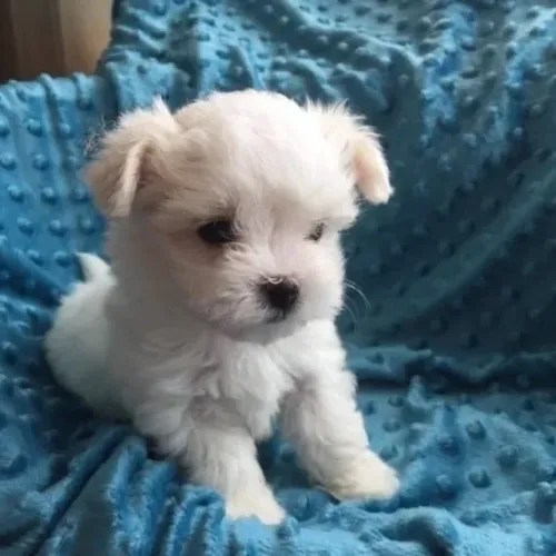 Mini nuvem, máximo carinho ?