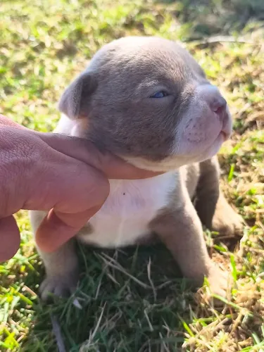 American bully
