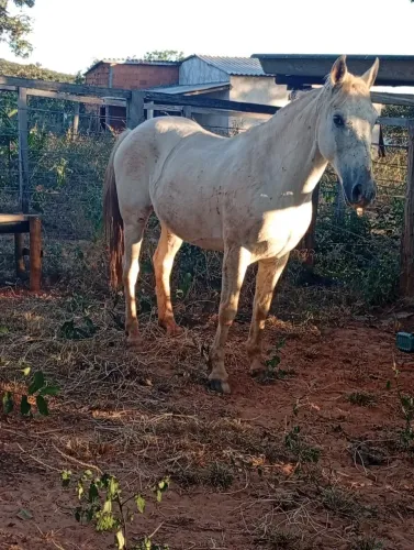 Cavalo de esteira de vaquejada e lida no gado