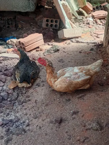 Galos e galinha 