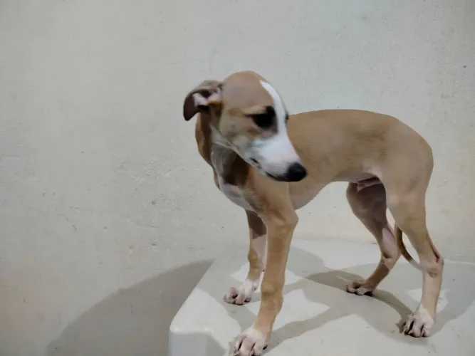 Filhote de Whippet (galgo) 