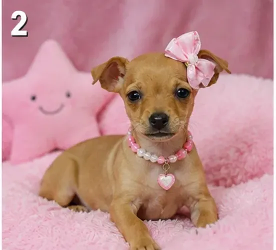 Filhote de cachorro esperto e brincalhão Pinscher/Pincher/Pinsher/Pintier
