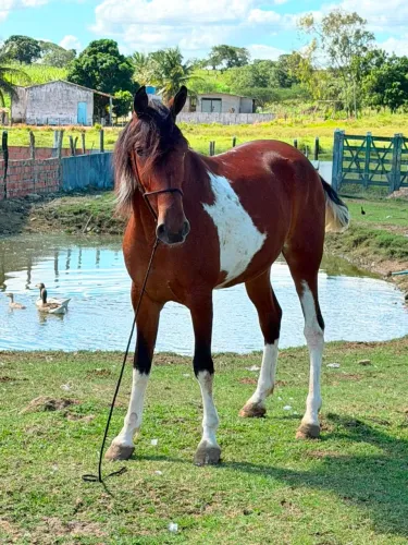 Cavalo pampo 