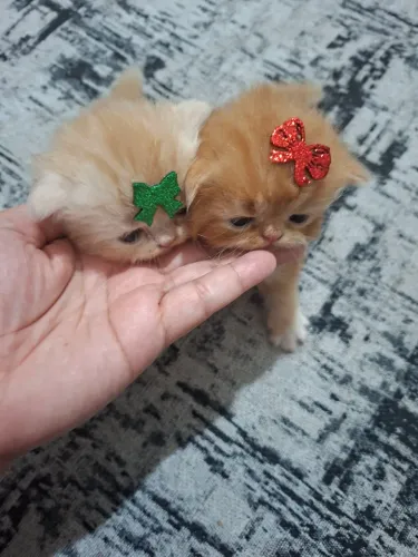 Gatinhos persas 
