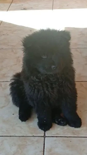 Promoção de chow chow