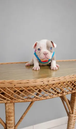 American Bully macho Micro 2 meses 