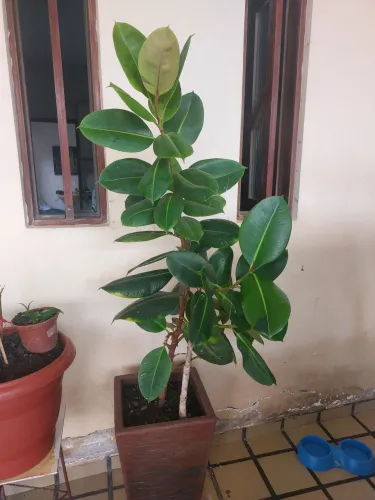 Planta Ficus