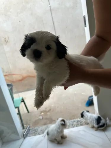 Filhotes shih tzu