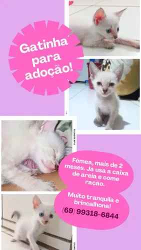 Gatinha para adoção