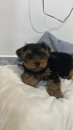 cachorro