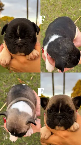 Vendo filhotes de Bulldog Francês