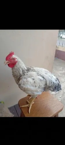 Galo novo.