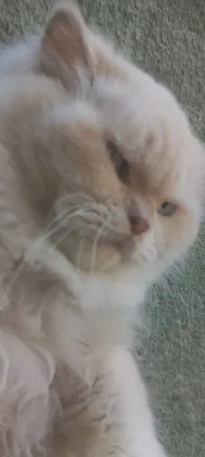 VENDO GATO PERSA