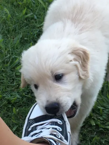 Golden Retriever