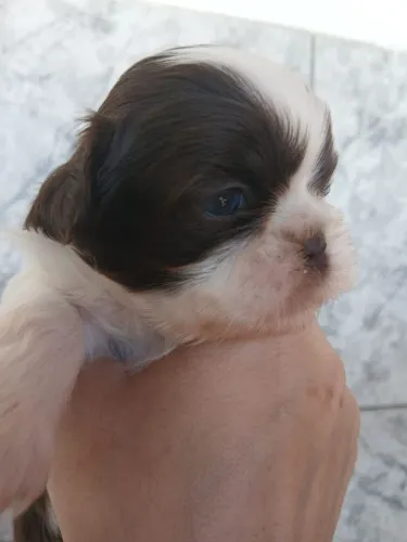 SHI TZU LINHAGEM CHOCOLATE