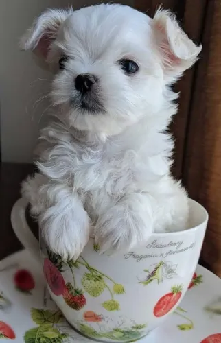 MALTÊS Muito amor em um pequeno pacote.