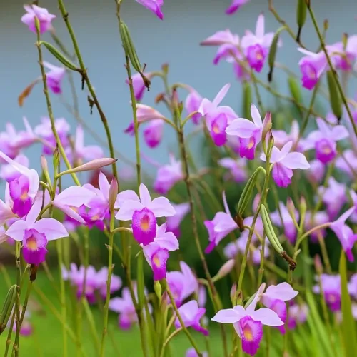 ORQUÍDEA BAMBU 6 mudas por 50,00