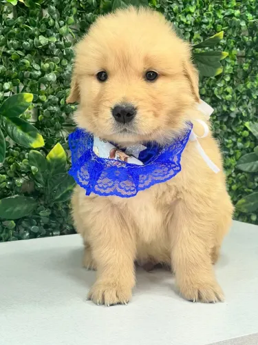 Golden retriever lindo pet disponível