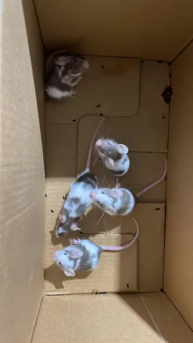Mini mouse e Hamster Sírio 