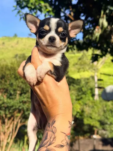 Chihuahua macho