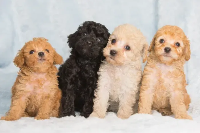 Poodle Toy Filhotes